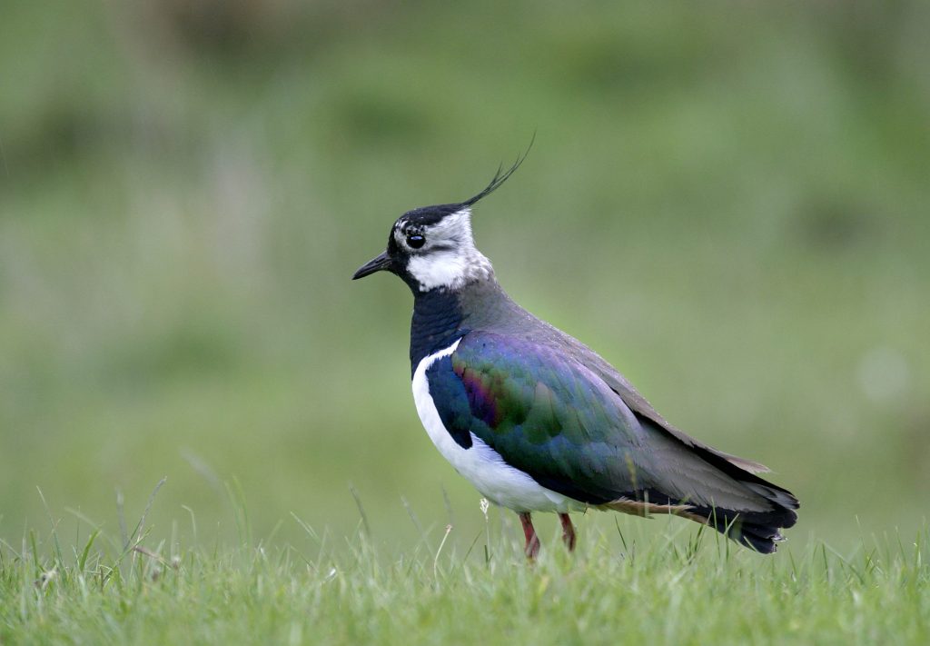 Watching for Lapwing, Hampshire & Isle of Wight Wildlife Trust